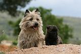 CAIRN TERRIER 606